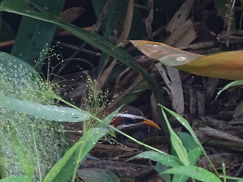 White-browed scimitar-warbler
