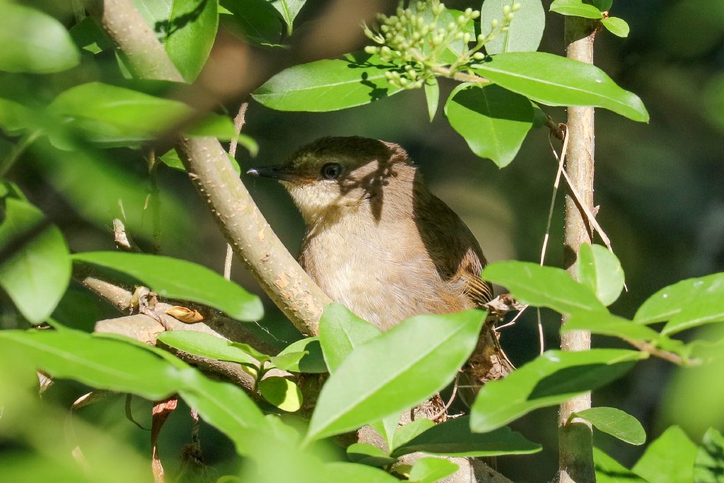 White-browed Scrubwren juvenile