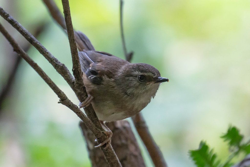 White-browed Scrubwren (juvenile)