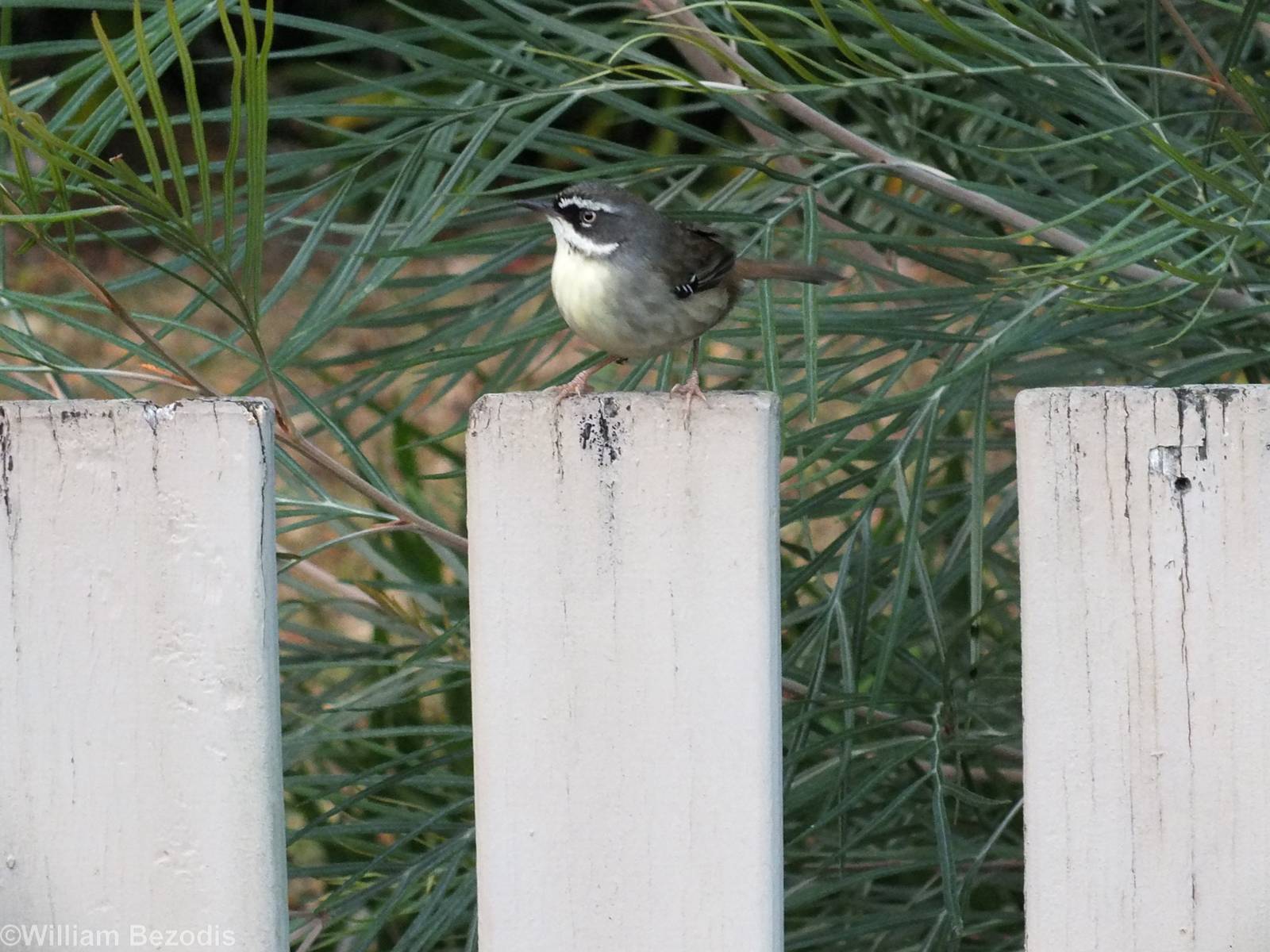 White-browed Scrubwren - Lamington National Park