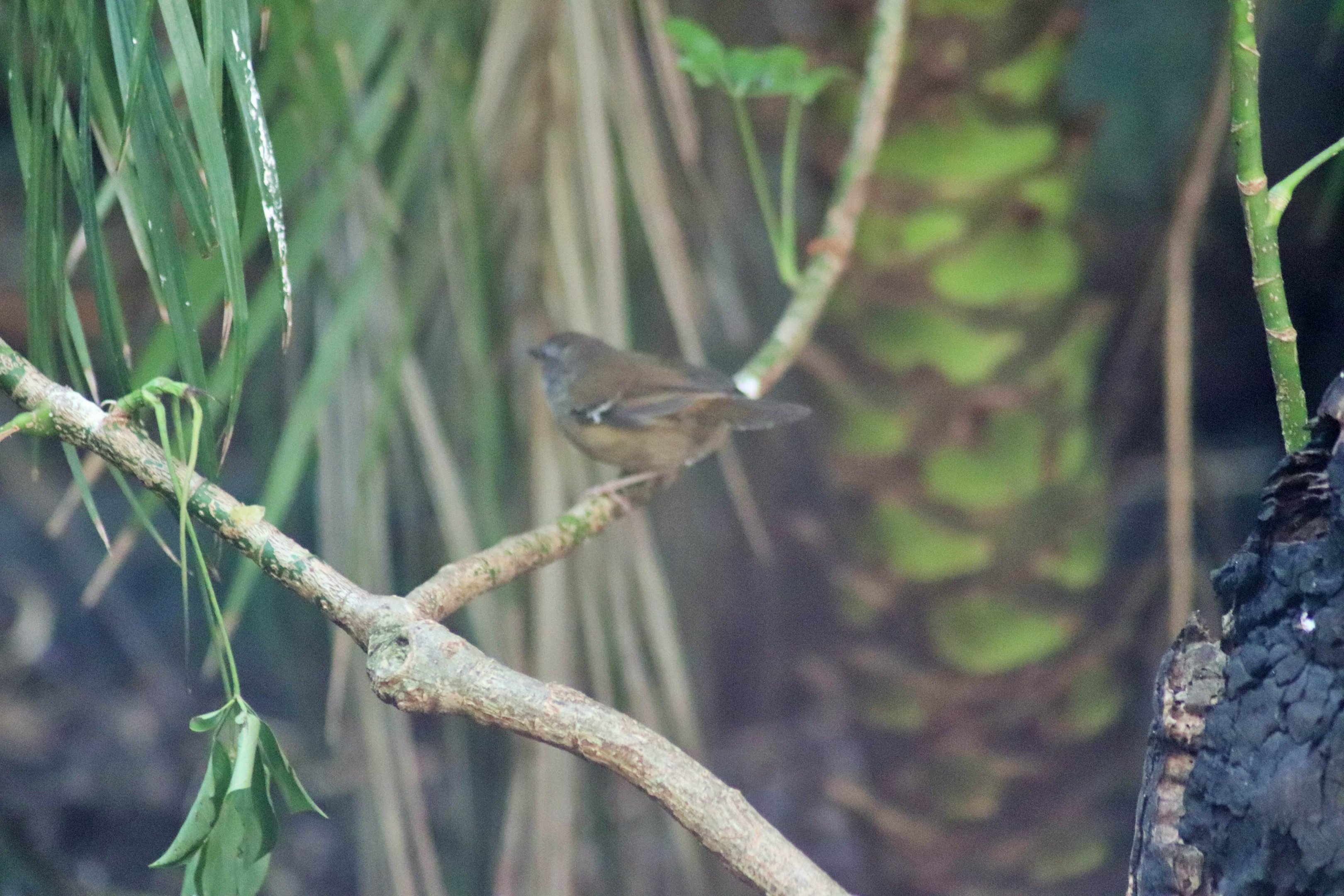 White-browed Scrubwren (Sericornis frontalis)