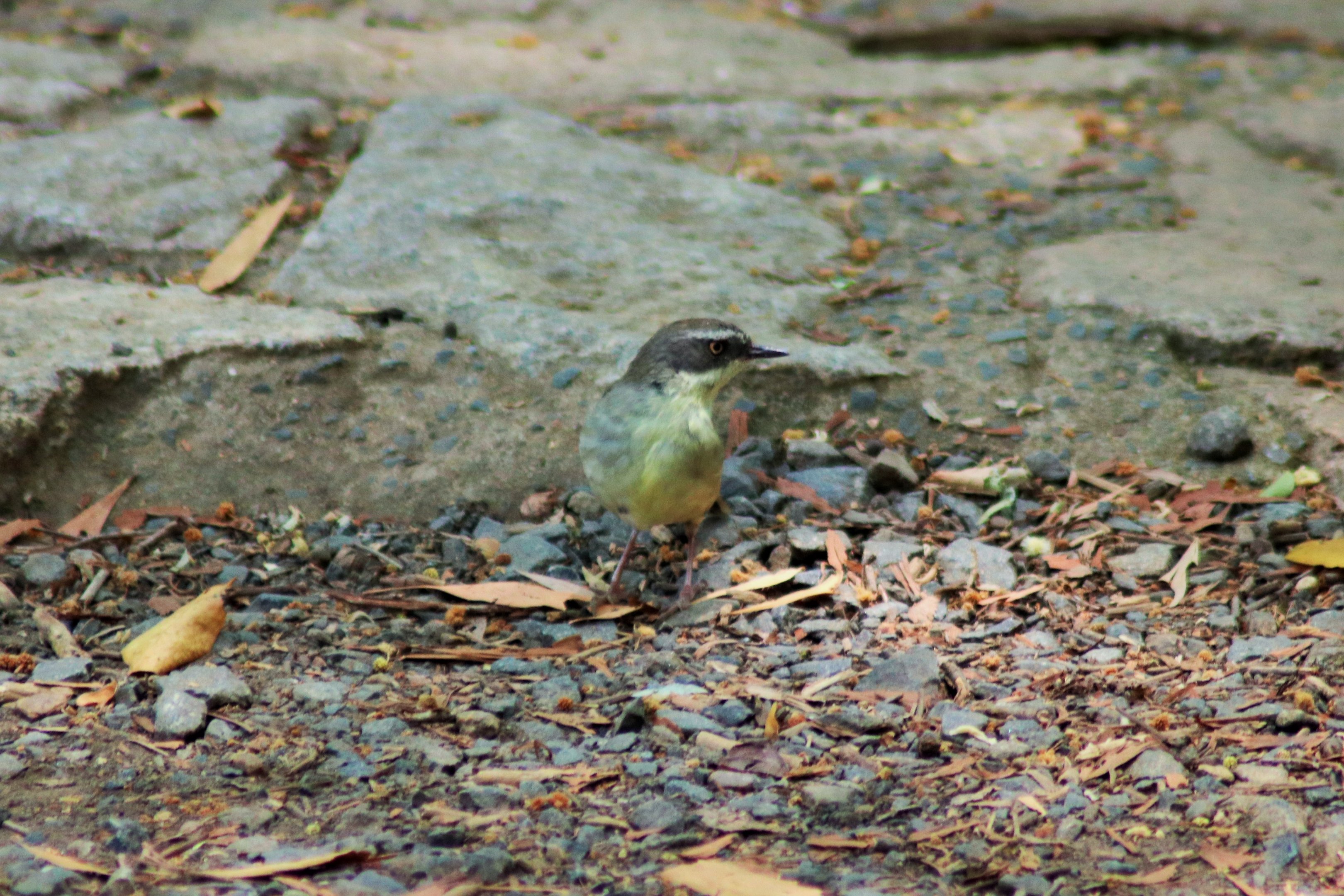 White-browed Scrubwren (Sericornis frontalis)
