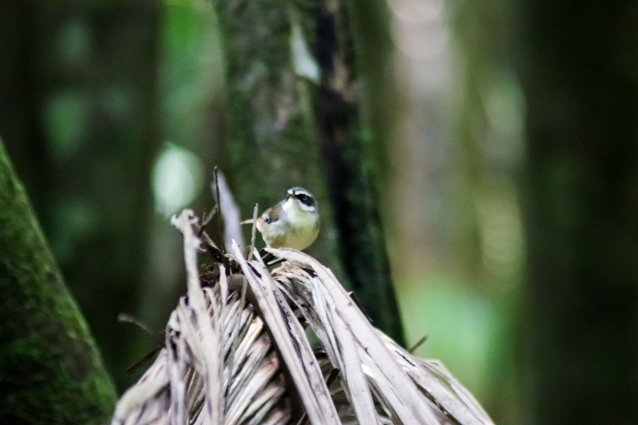 White-browed Scrubwren (Sericornis frontalis)