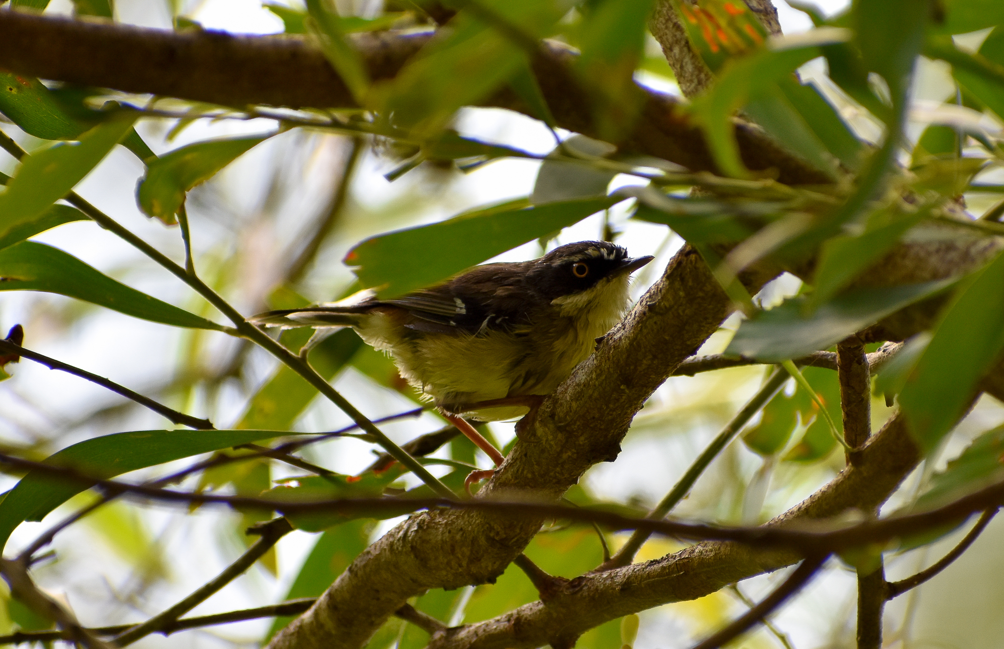 White-browed Scrubwren (Sericornis frontalis)