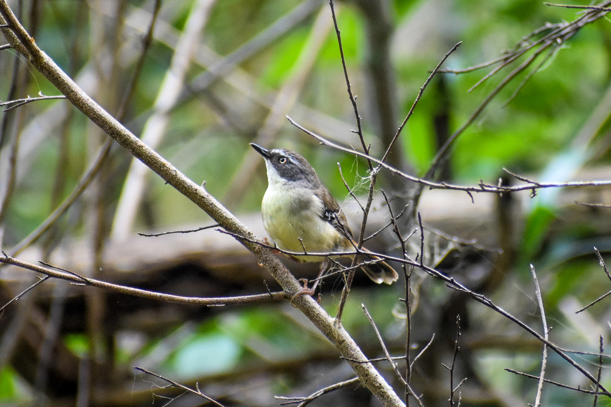 White-browed Scrubwren (Sericornis frontalis)