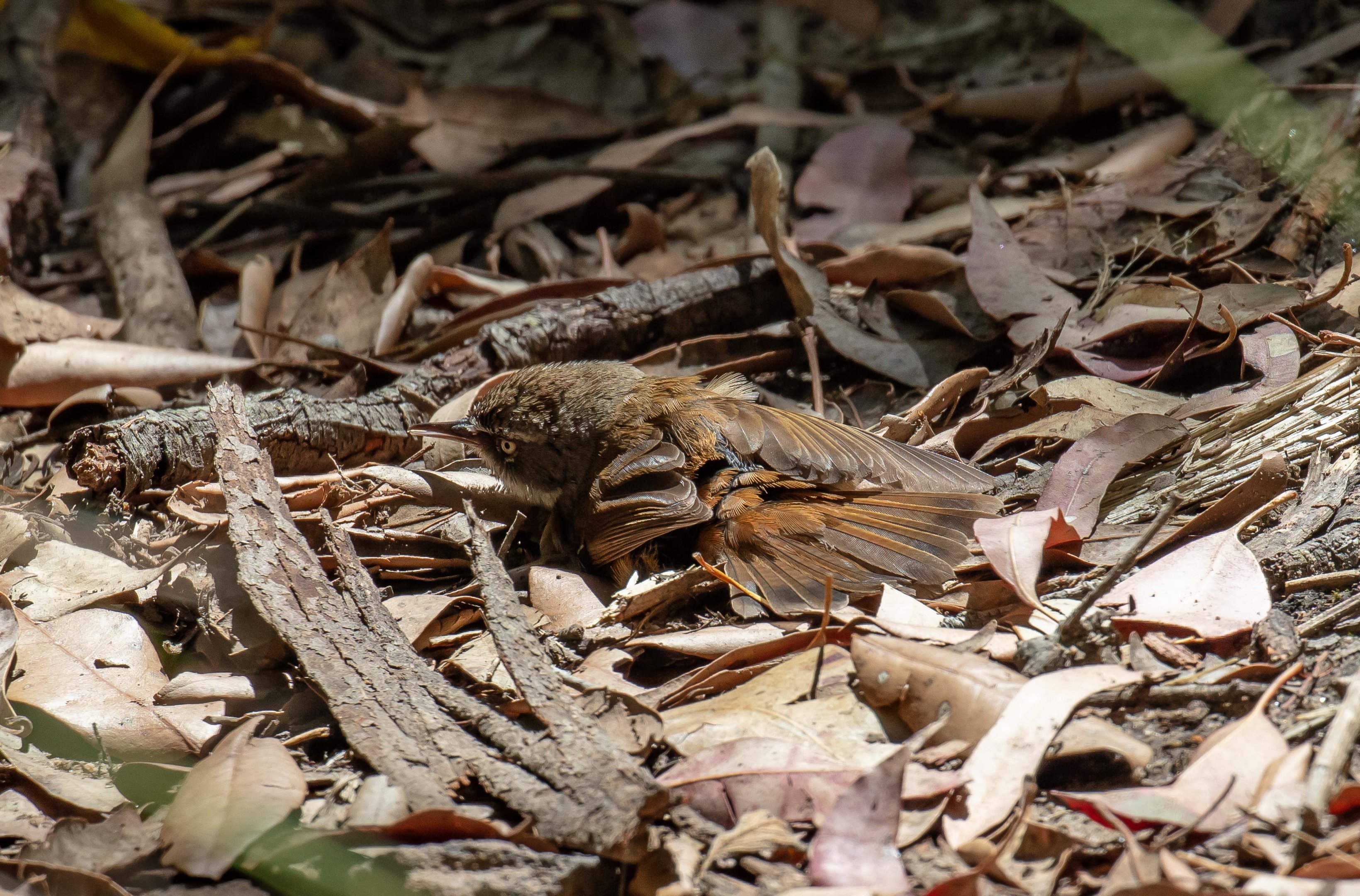 White-browed Scrubwren sunbathing
