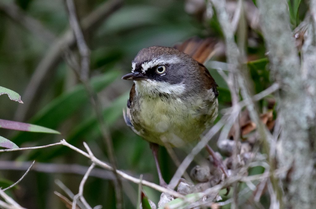 White-browed Scrubwren - wild bird