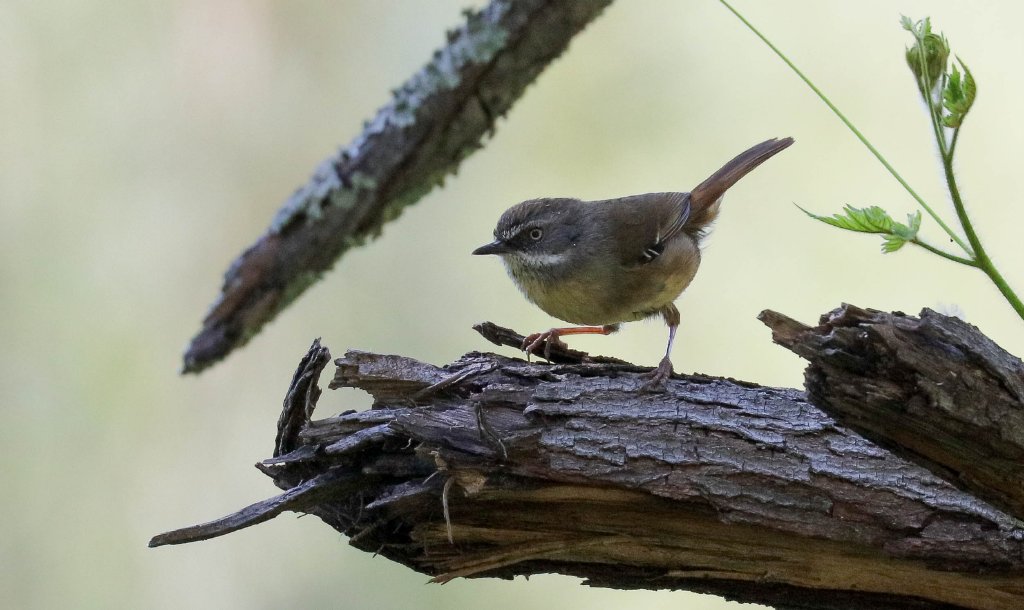 White-browed Scrubwren