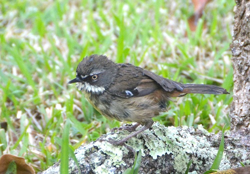 White-browed scrubwren.