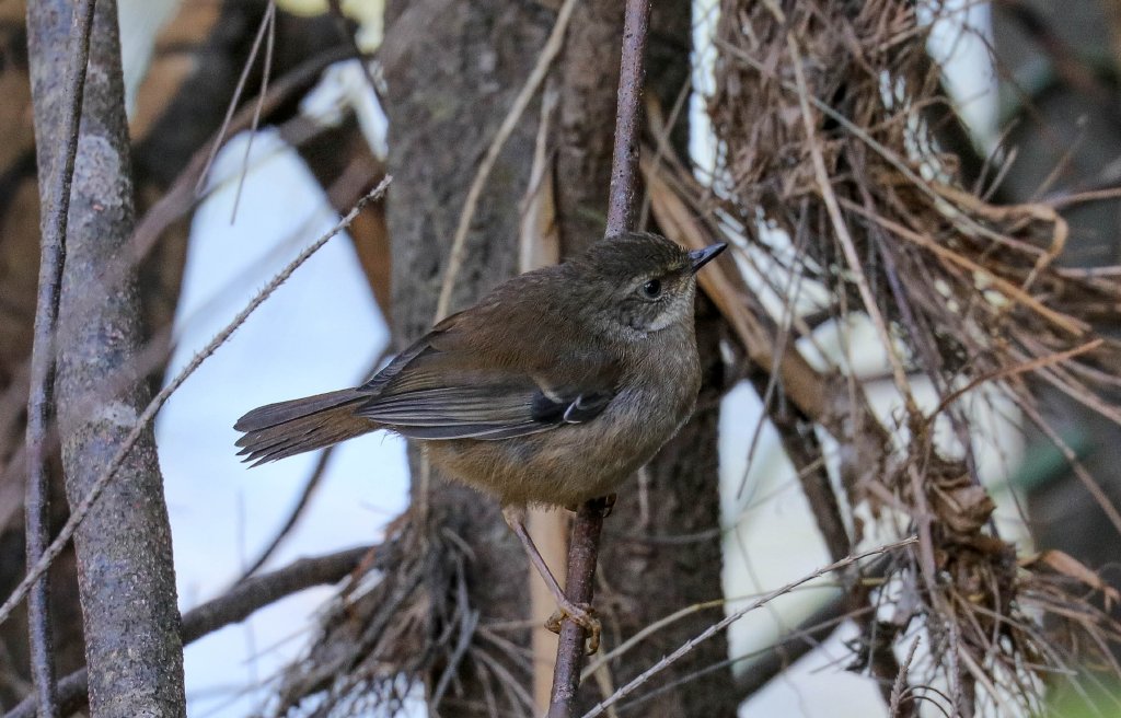 White-browed Scrubwren