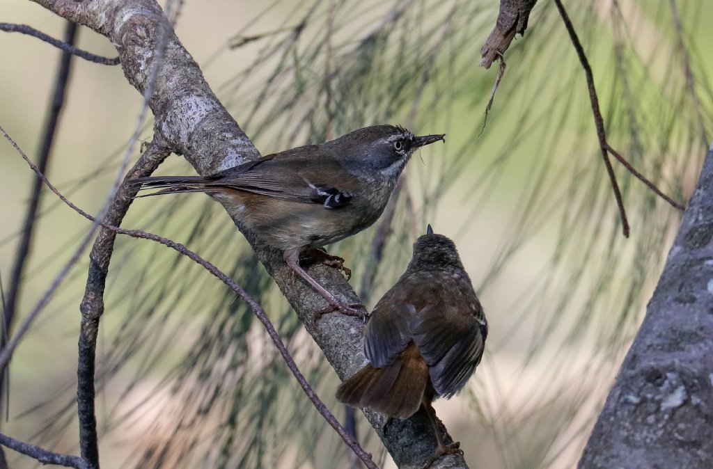 White-browed Scrubwren