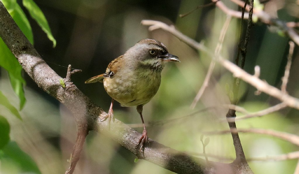 White-browed Scrubwren