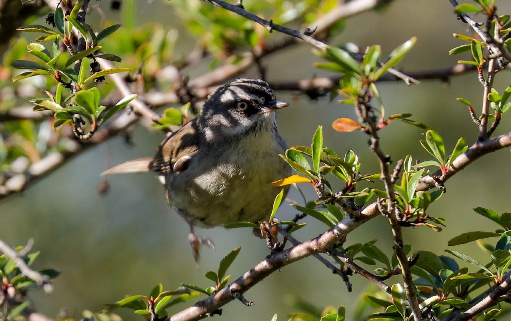 White-browed Scrubwren