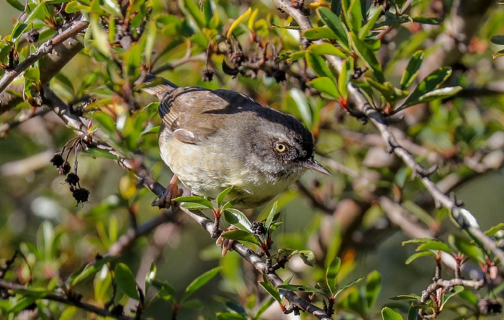 White-browed Scrubwren