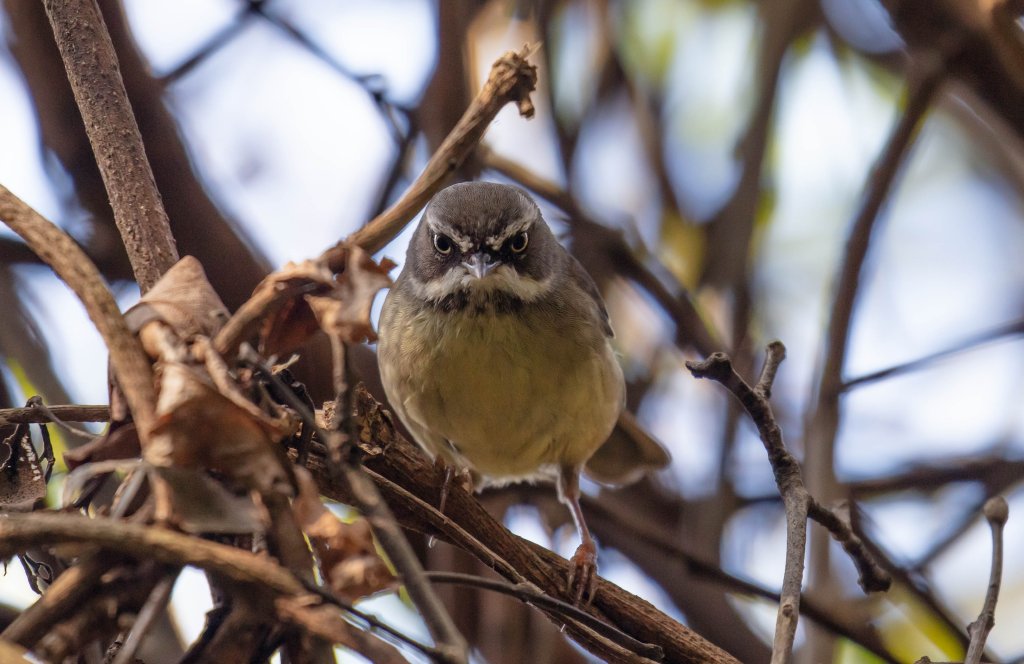 White-browed Scrubwren