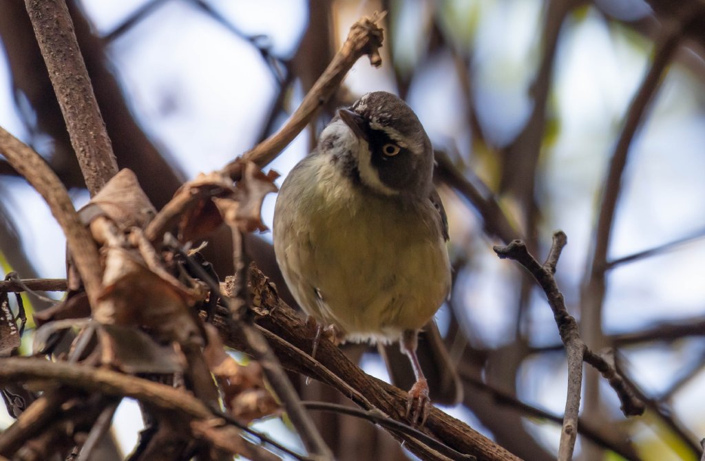 White-browed Scrubwren