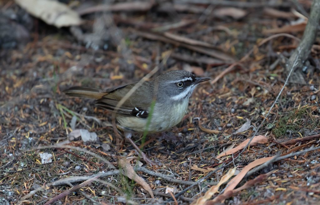 White-browed Scrubwren