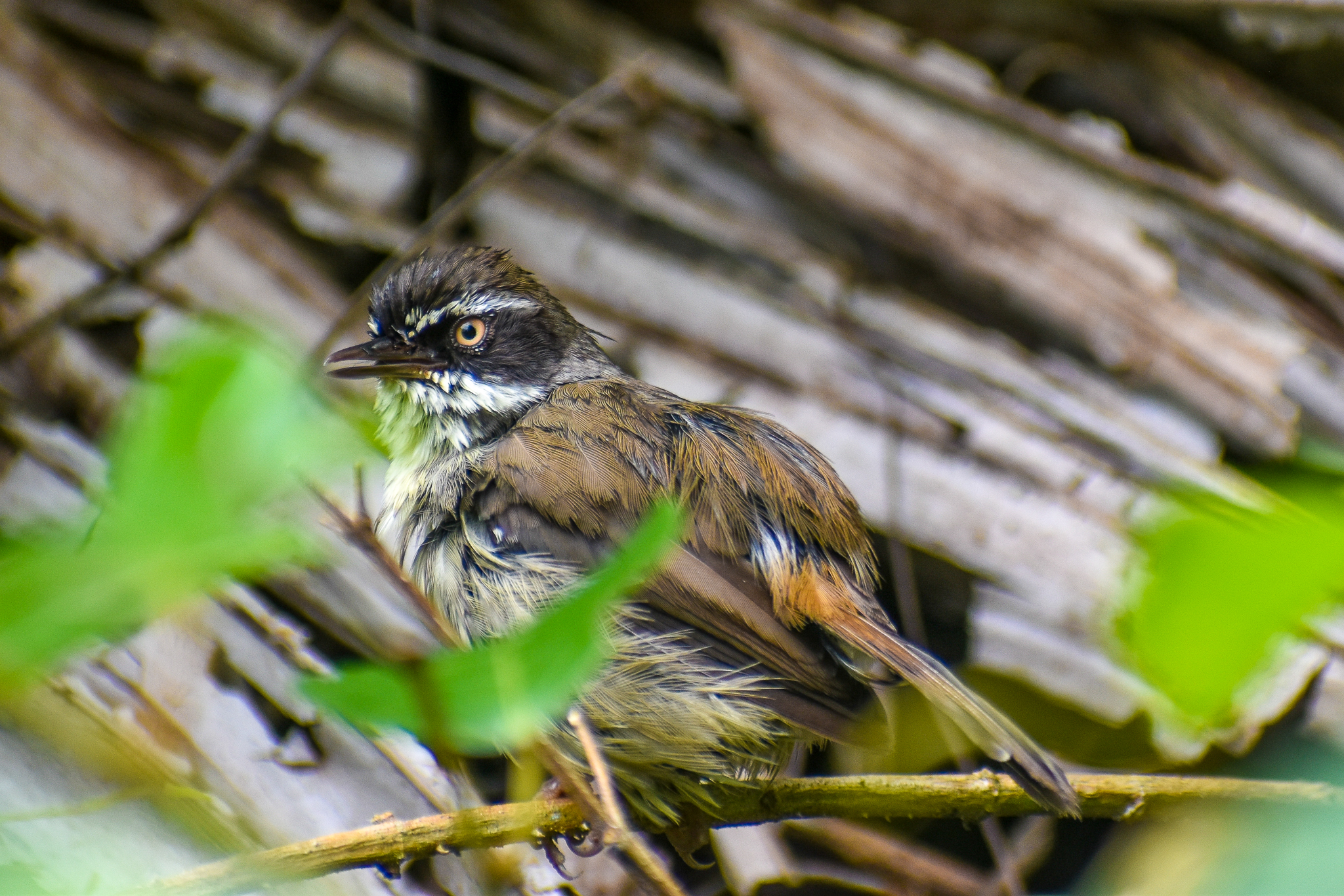 White-browed Scrubwren