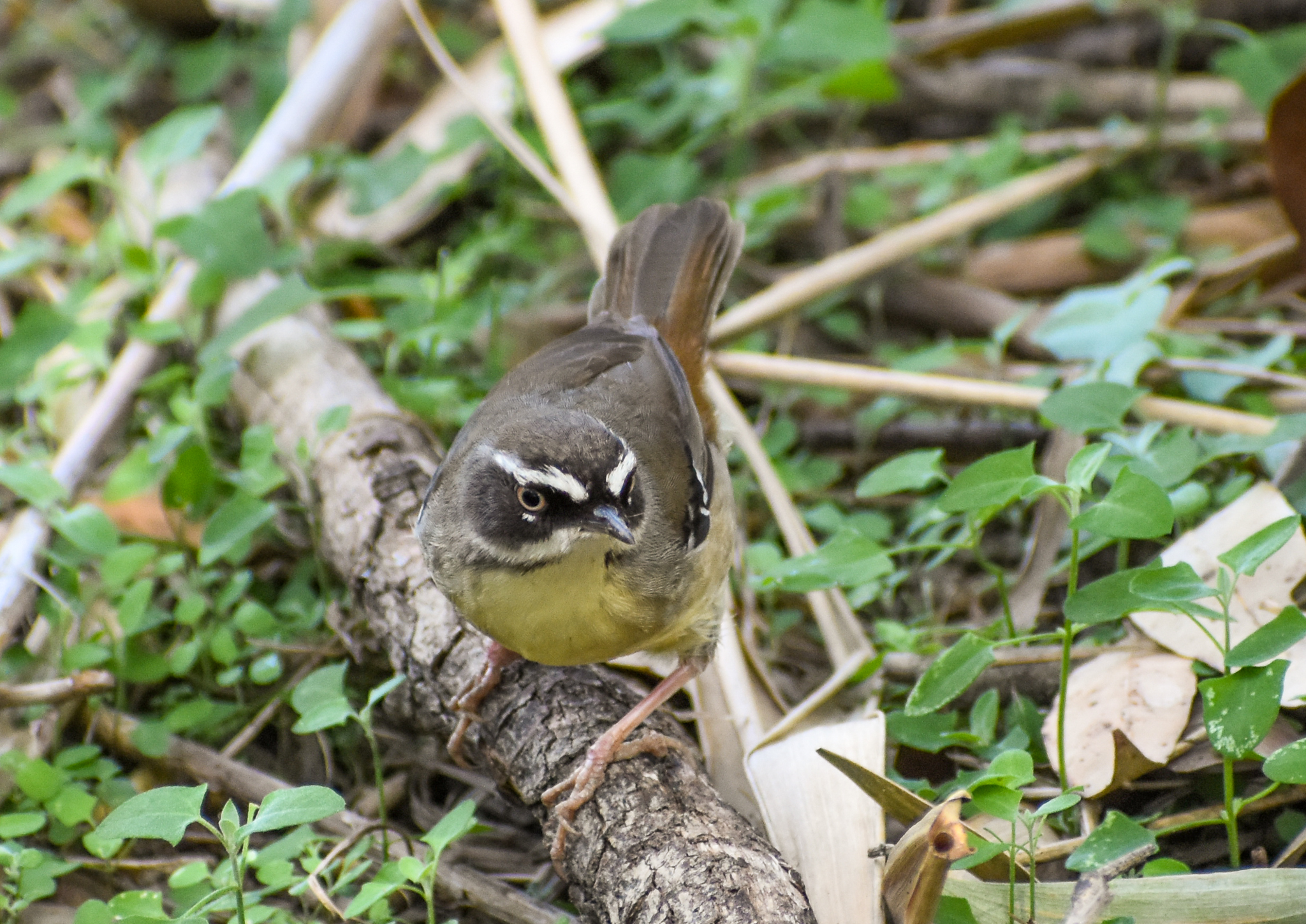 White-browed Scrubwren