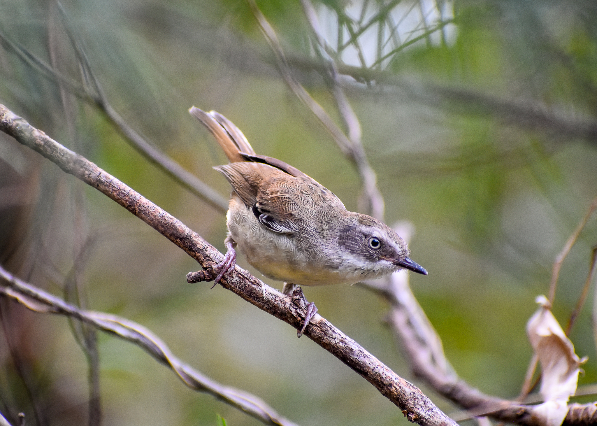 White-browed Scrubwren