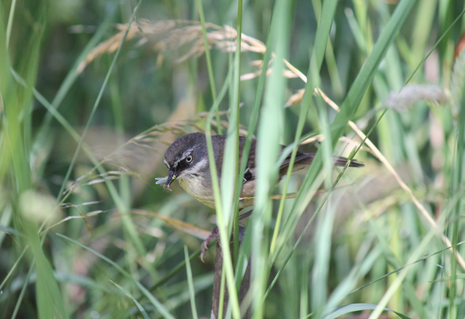 White-browed Scrubwren