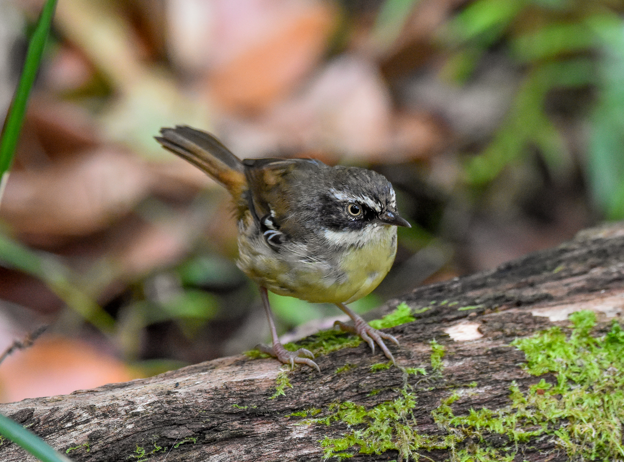White-browed Scrubwren