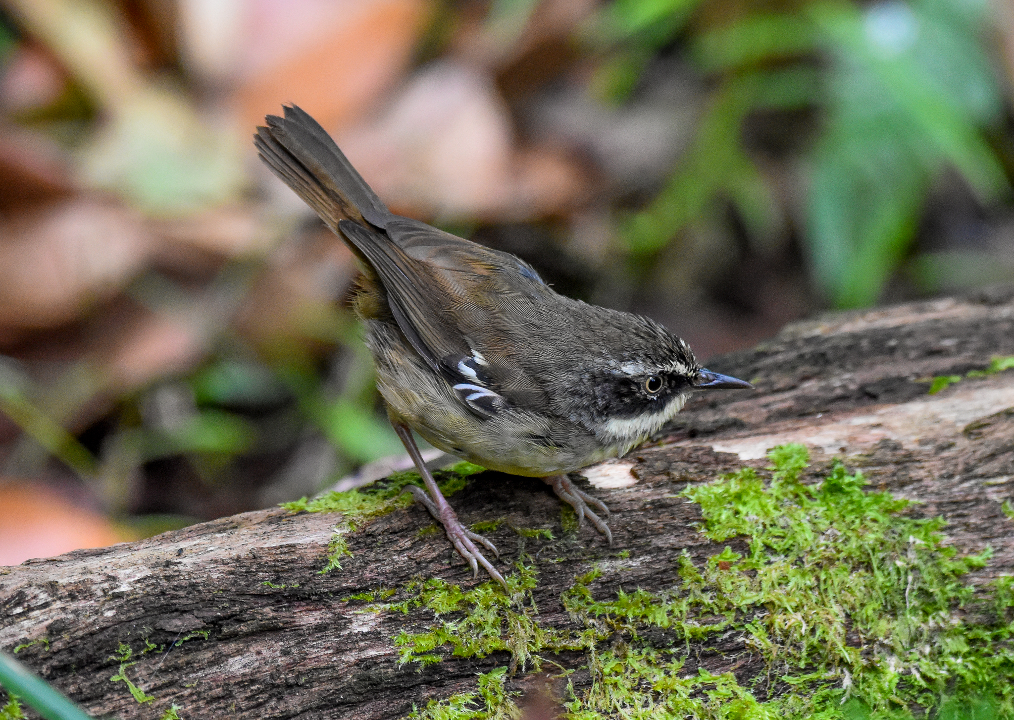 White-browed Scrubwren