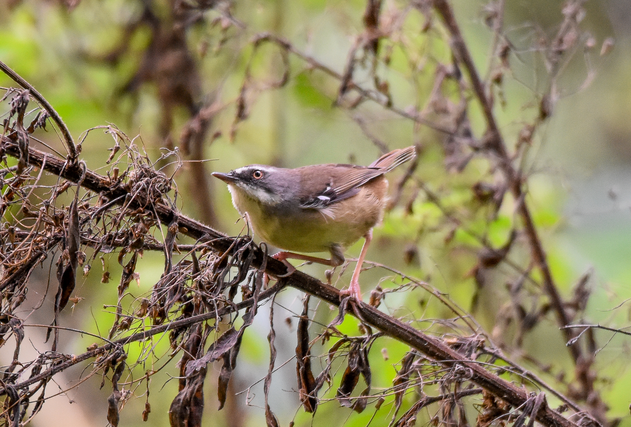 White-browed Scrubwren