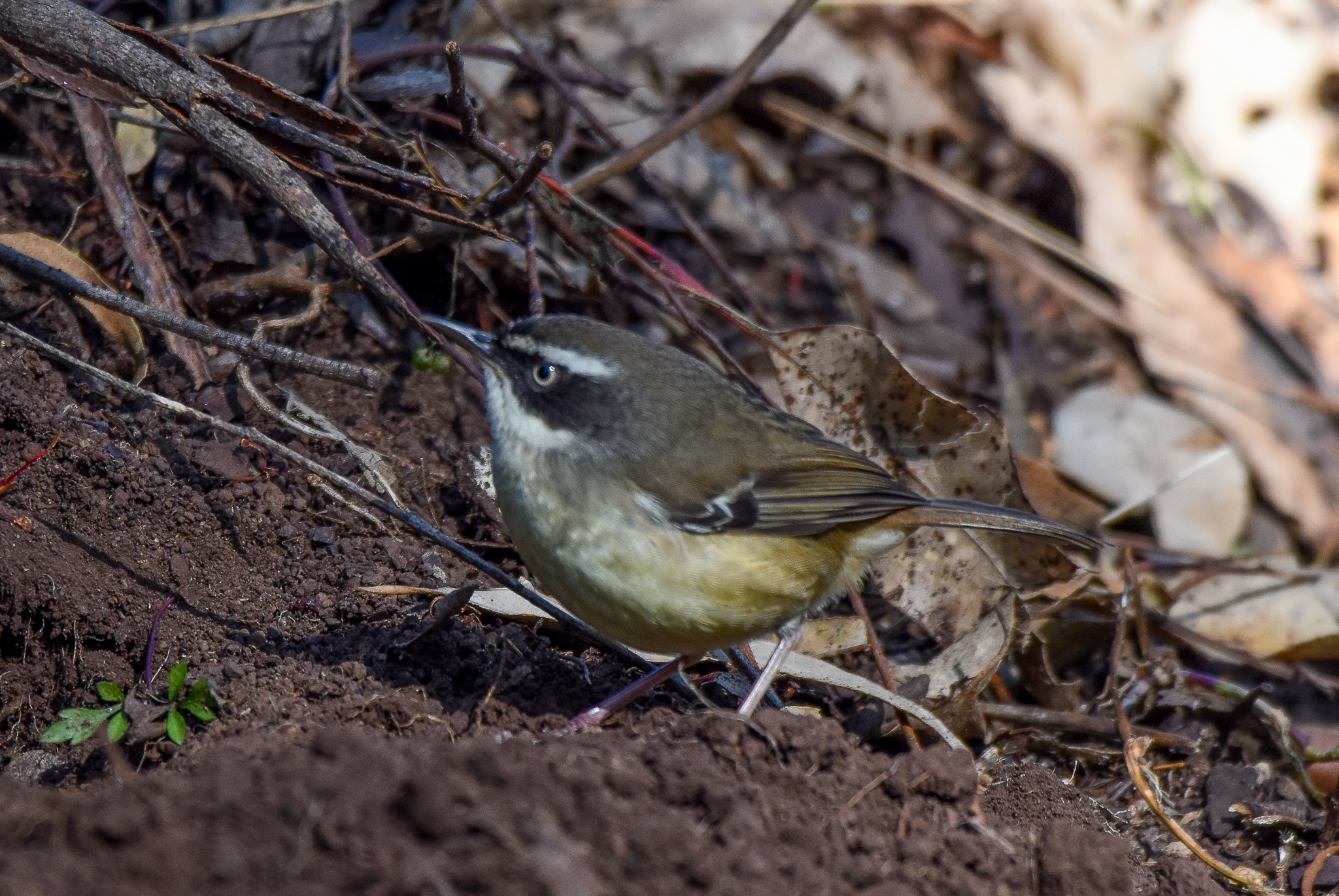 White-browed Scrubwren