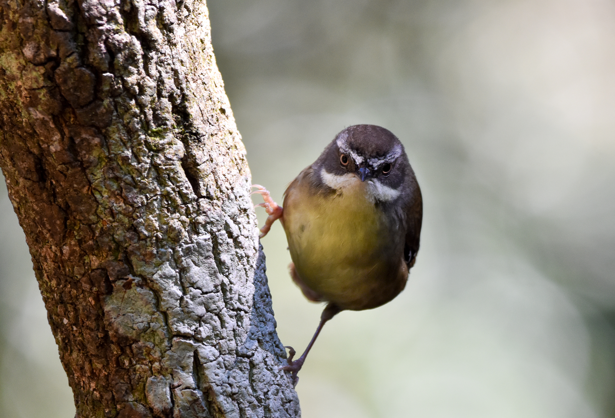 White-browed Scrubwren