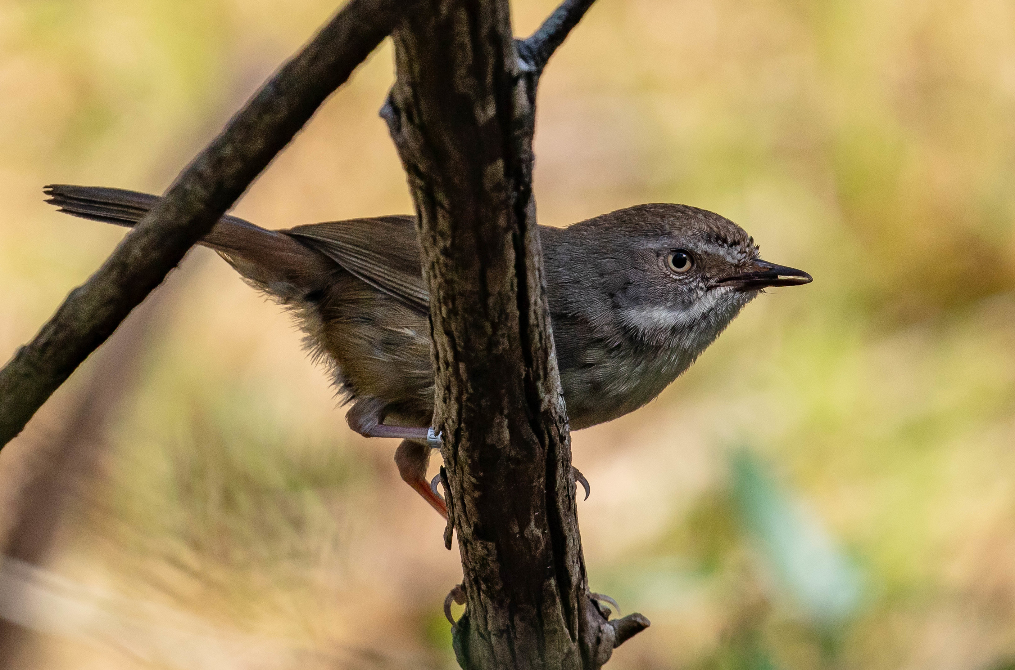 White-browed Scrubwren