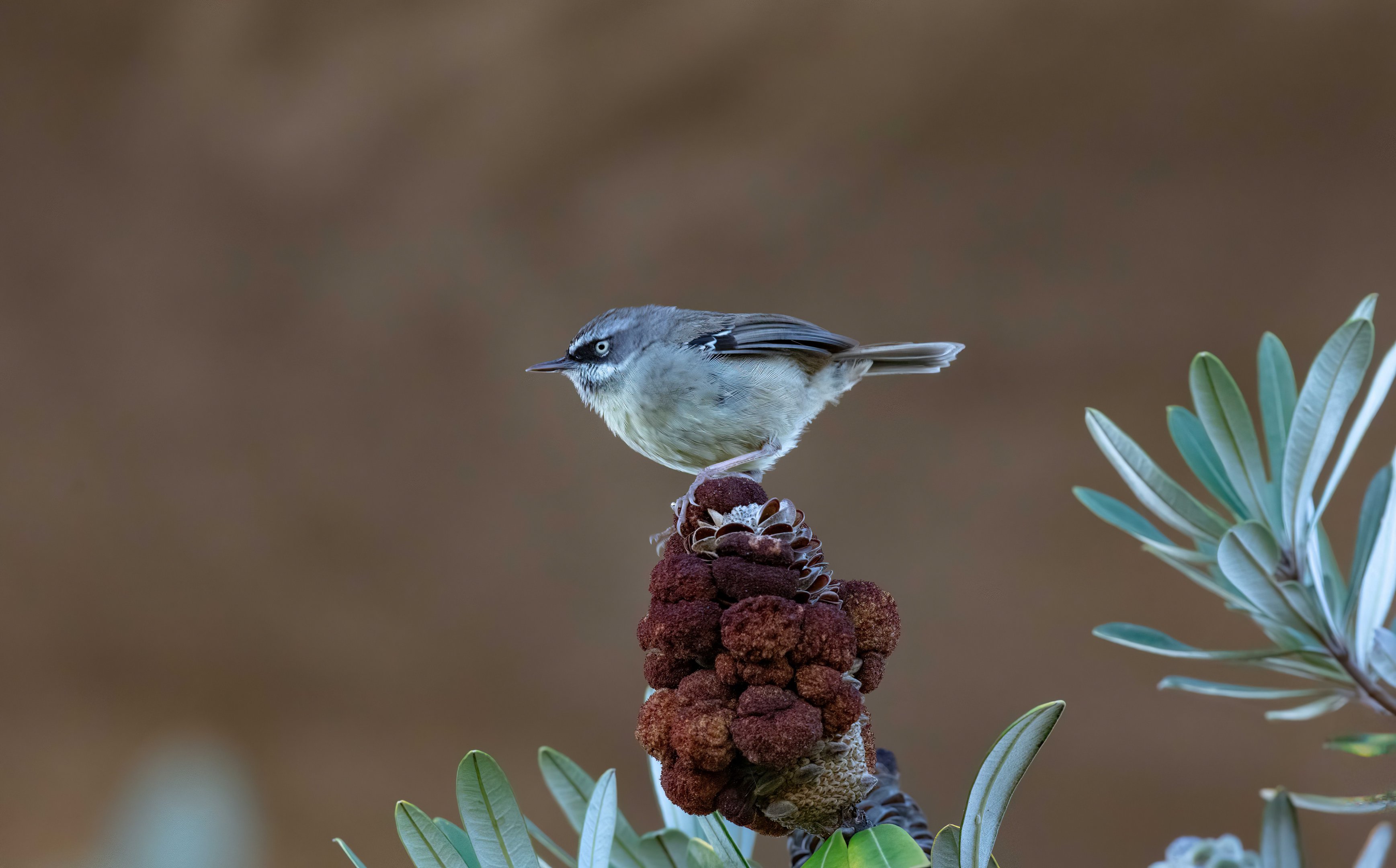 White-browed Scrubwren