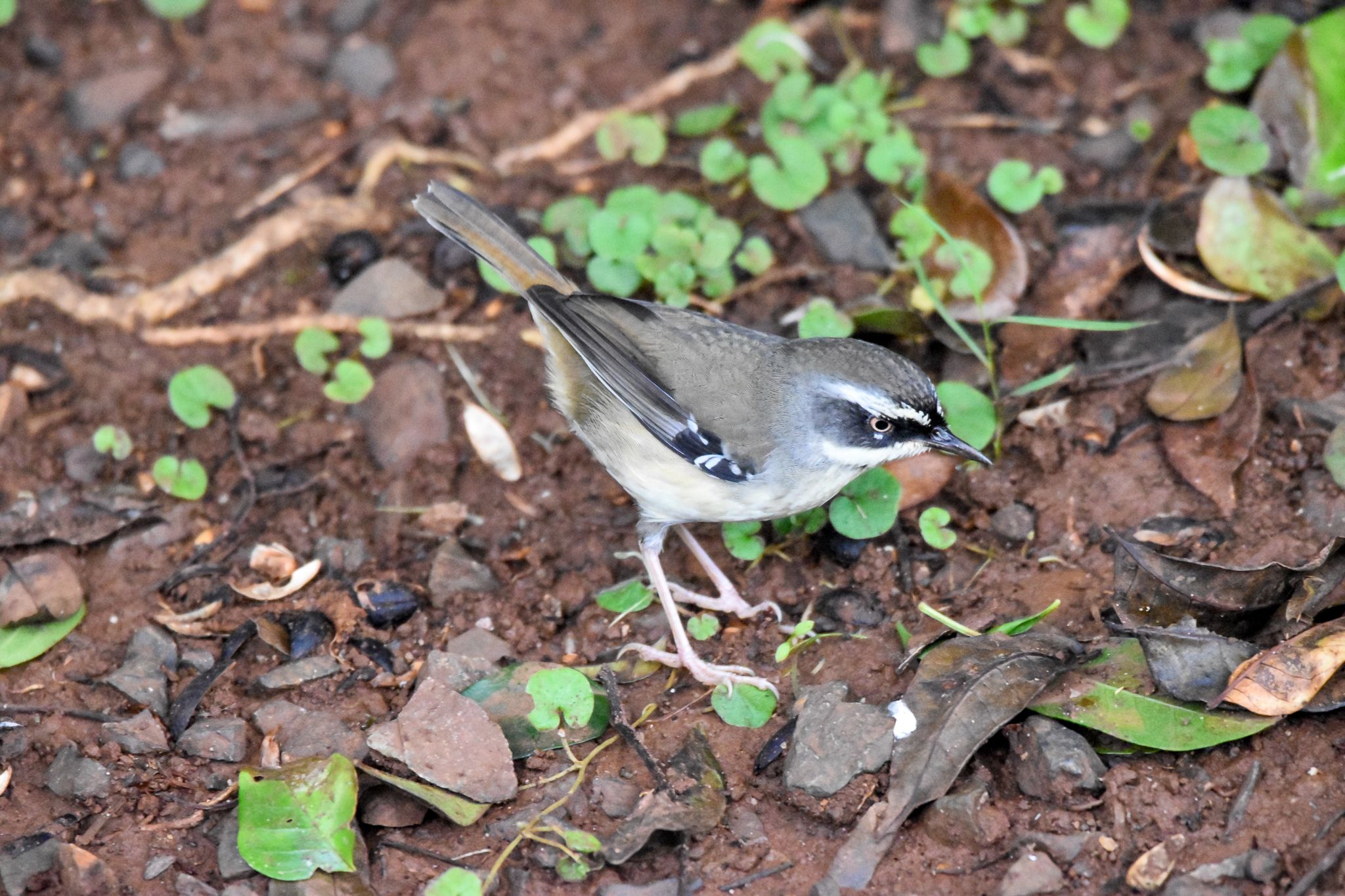 White-browed Scrubwren
