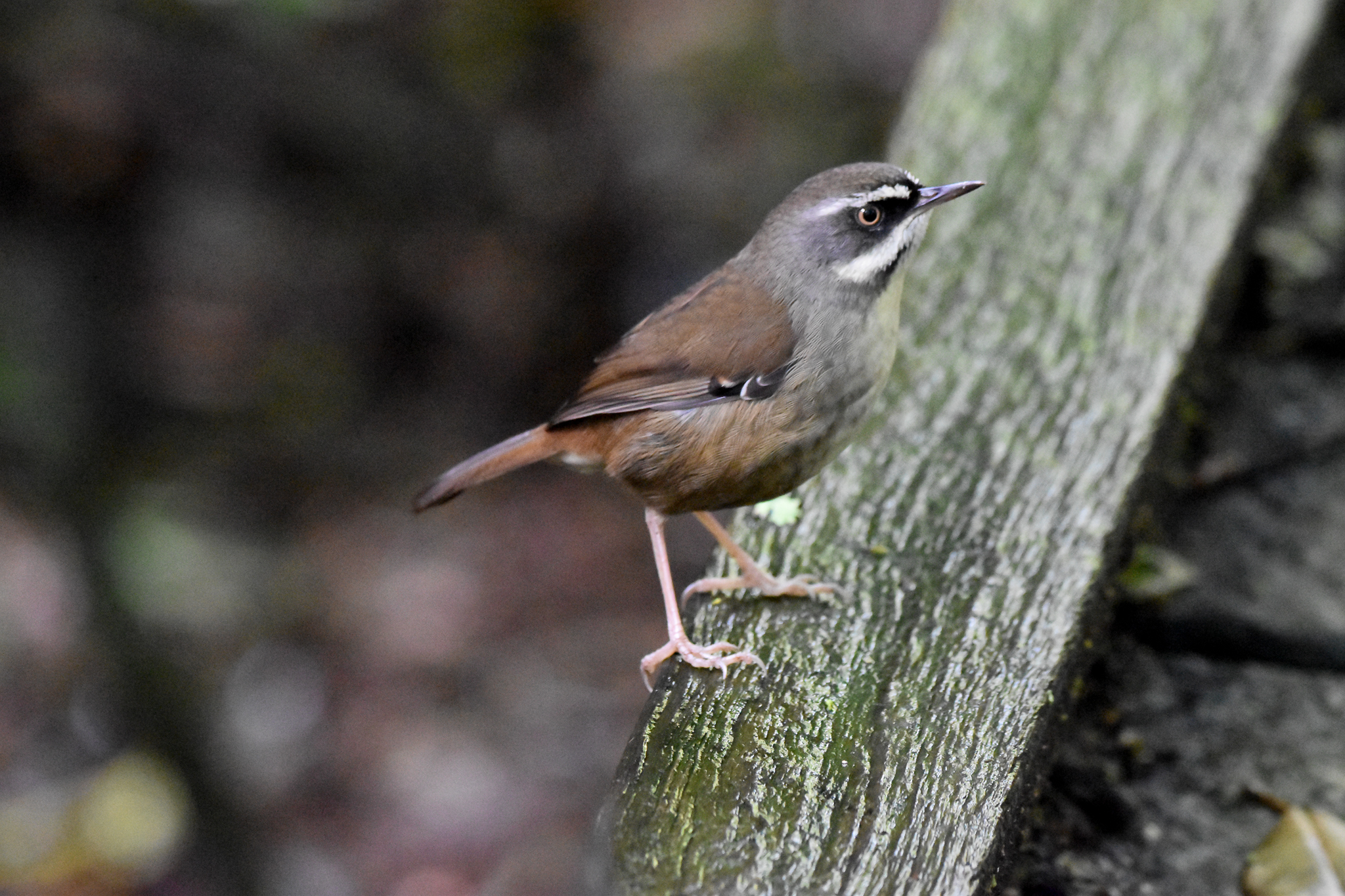White-browed Scrubwren