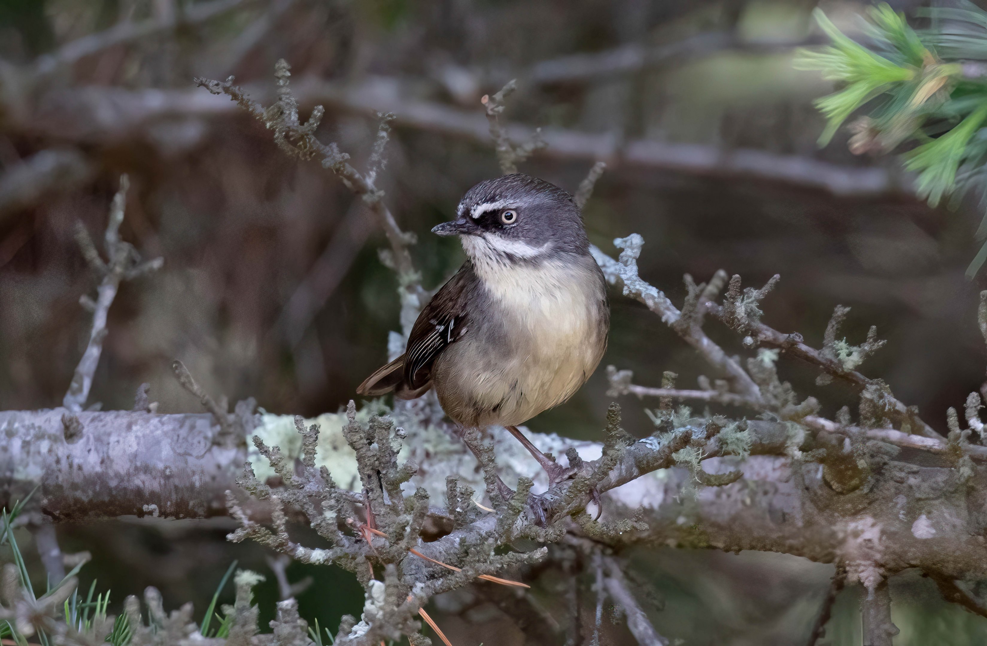 White-browed Scrubwren
