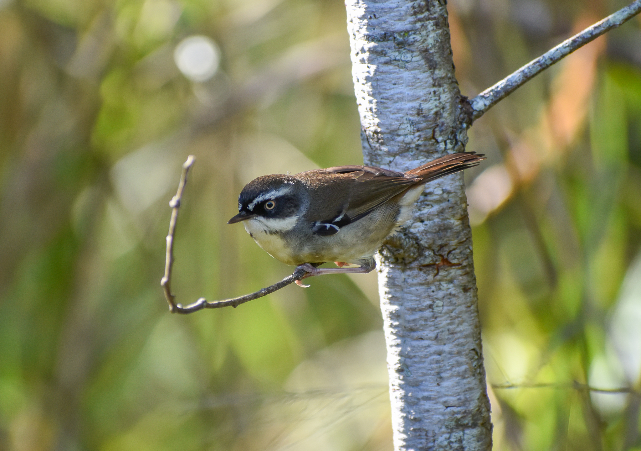 White-browed Scrubwren