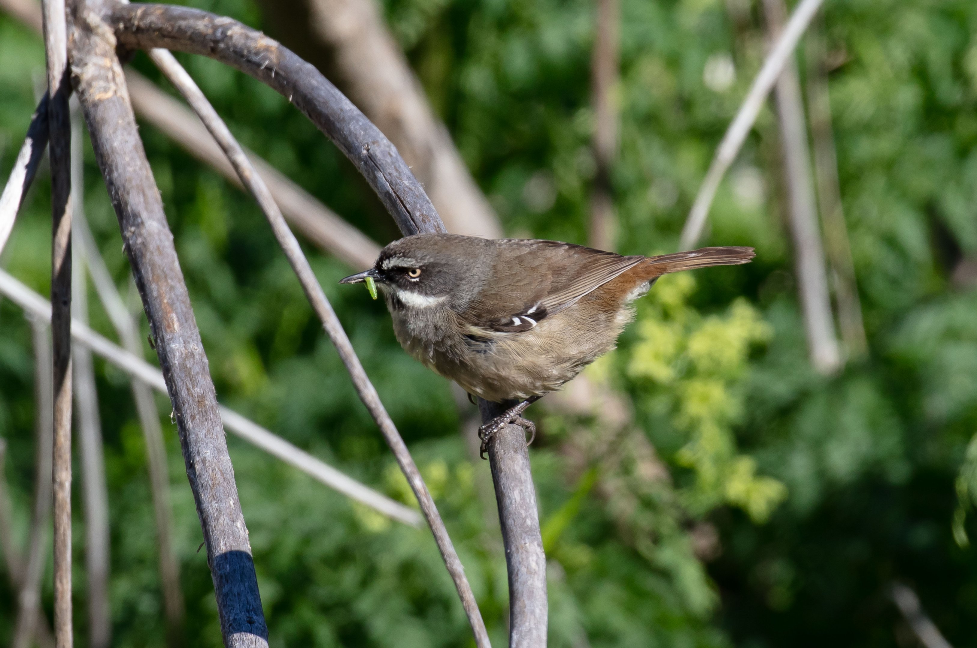 White-browed Scrubwren