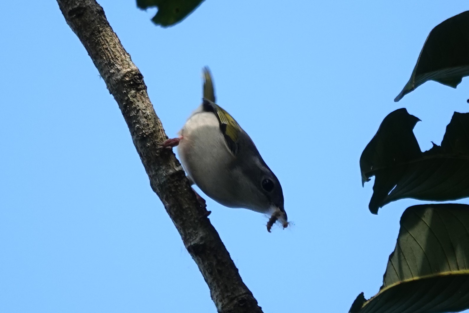White-browed Shrike-Babbler