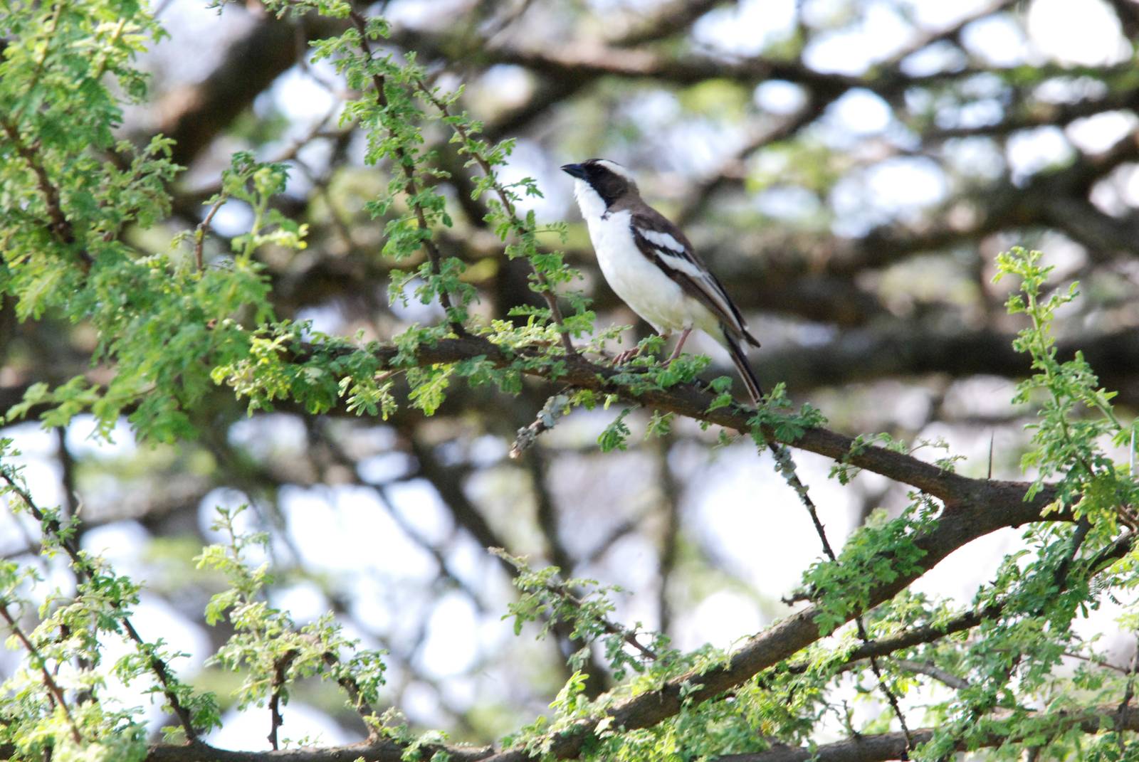 White-browed Sparrow Weaver at Bishangari Lodge, 14/10/14