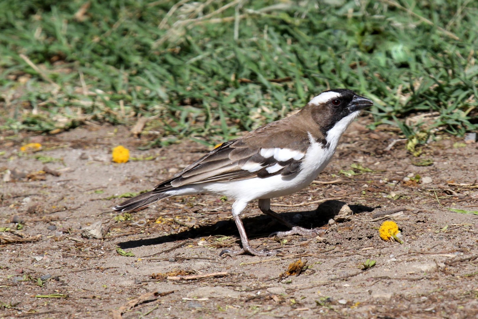 White-browed Sparrow-Weaver (Plocepasser mahali)