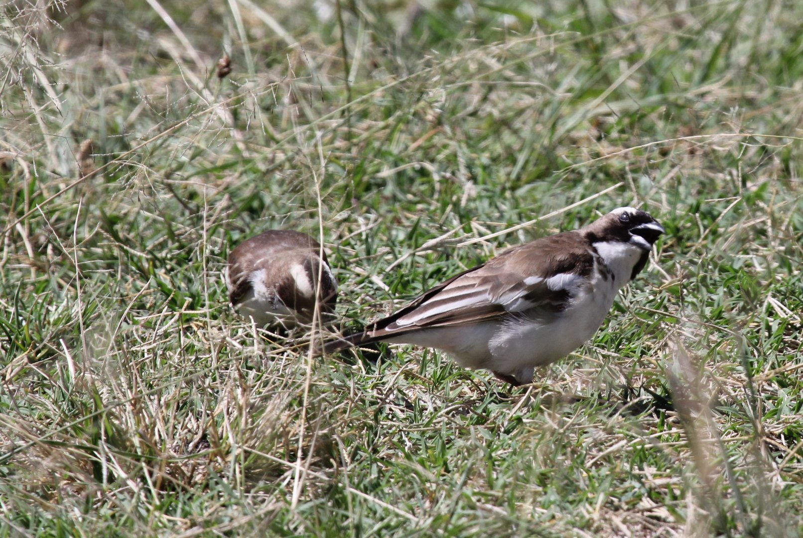 White-browed Sparrow-Weaver (Plocepasser mahali)