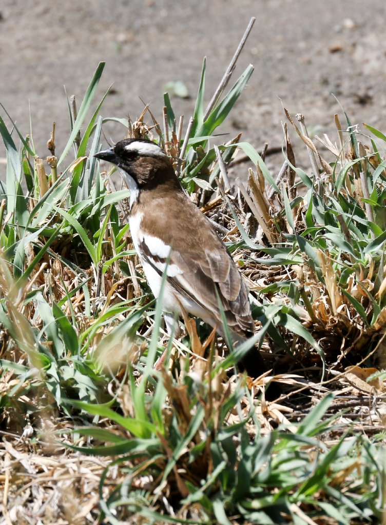 White-browed Sparrow Weaver