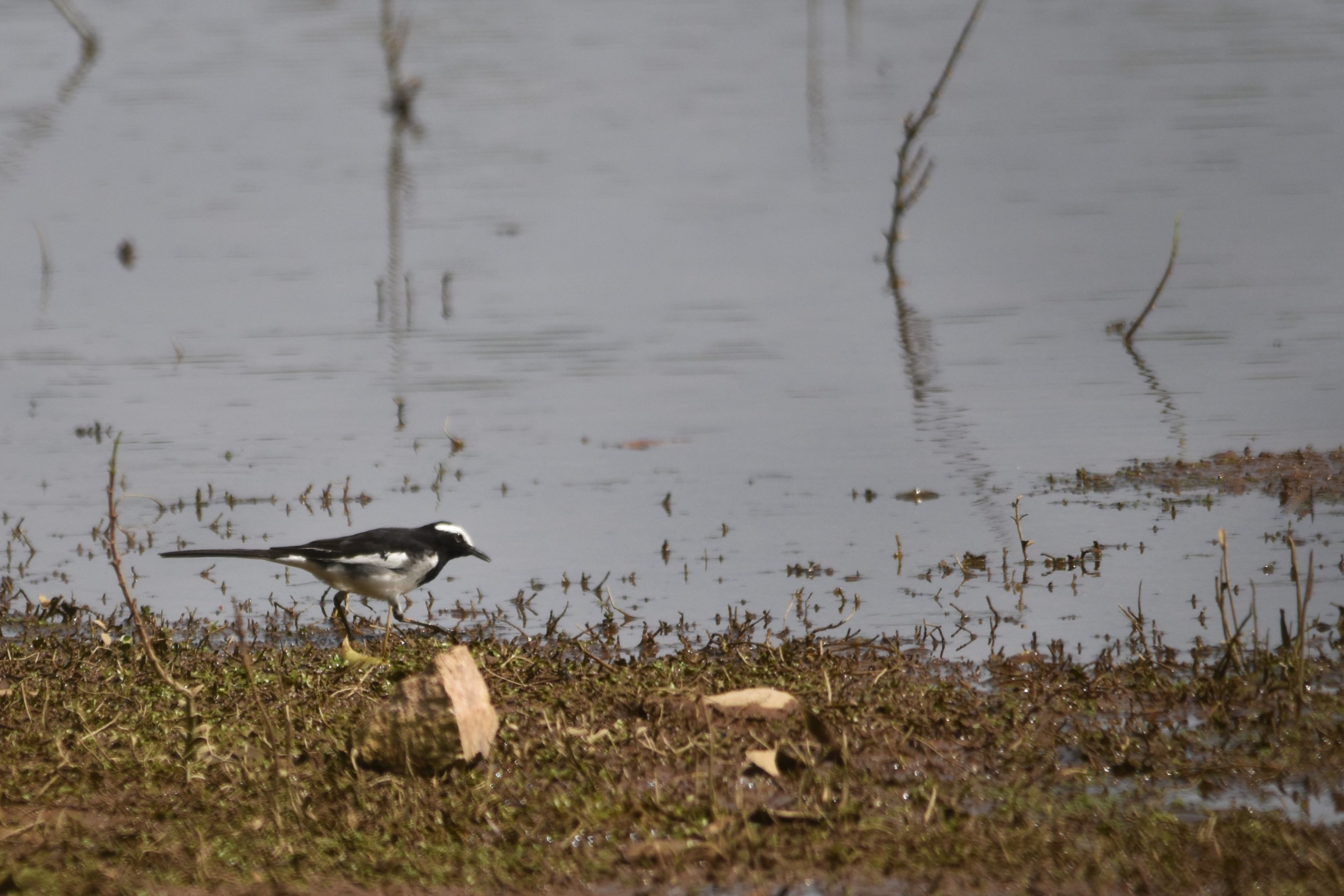 White-browed Wagtail, Kabini River Lodge, 21st November 2024