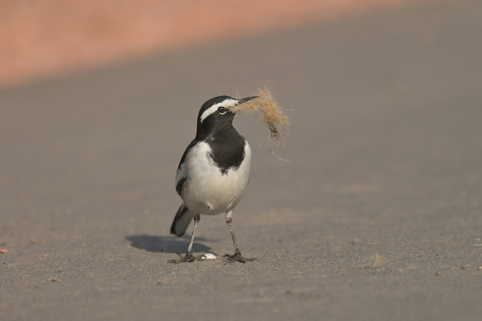 White-browed Wagtail Motacilla maderaspatensis