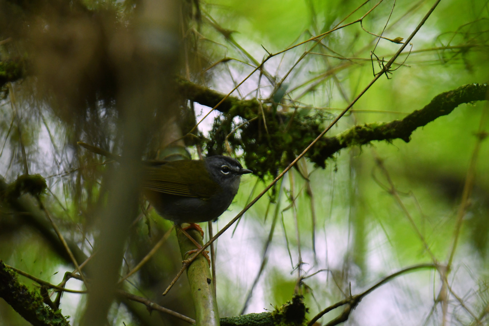 White-browed Warbler Myiothlypis leucoblephara