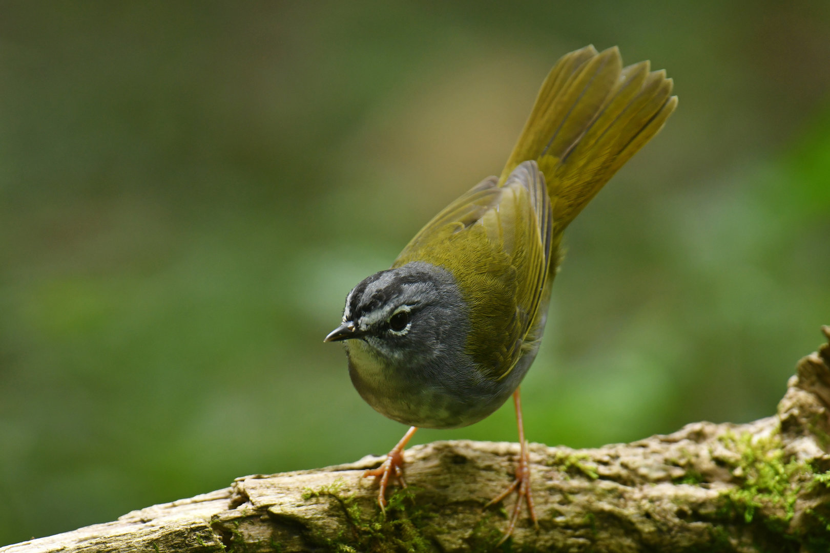 White-browed Warbler Myiothlypis leucoblephara
