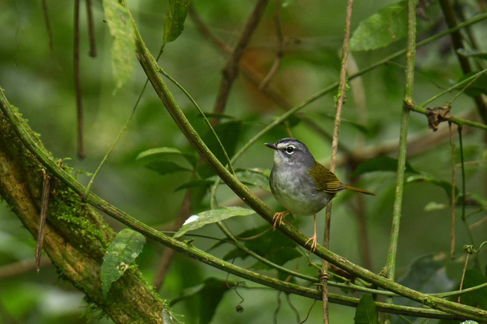 White-browed Warbler Myiothlypis leucoblephara