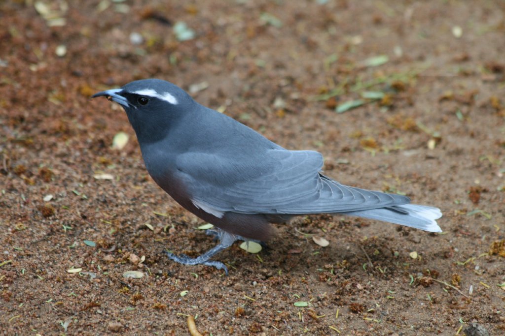 White-browed Wood Swallow