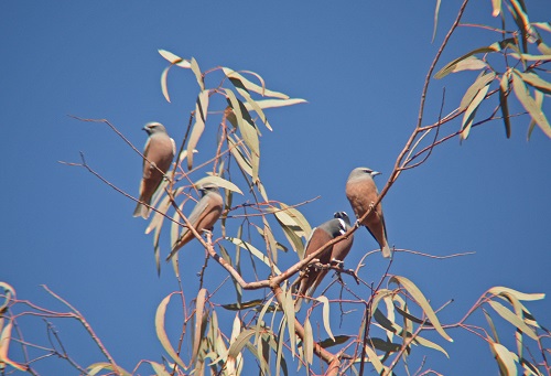 White-browed wood-swallows.