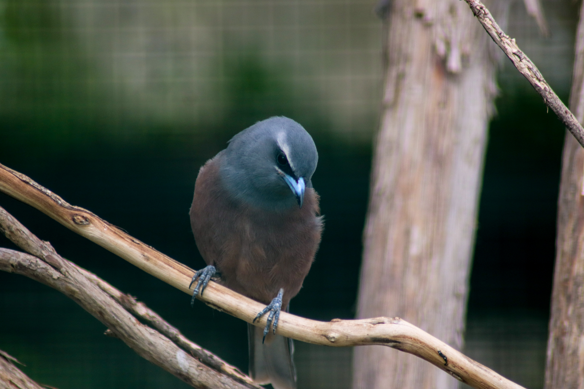 White-browed Woodswallow (Artamus superciliosus) - February 2020